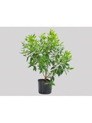 Vaso de Plantio P14,5 Preto Plástico Resistente para Jardins, Hortas e Paisagismo